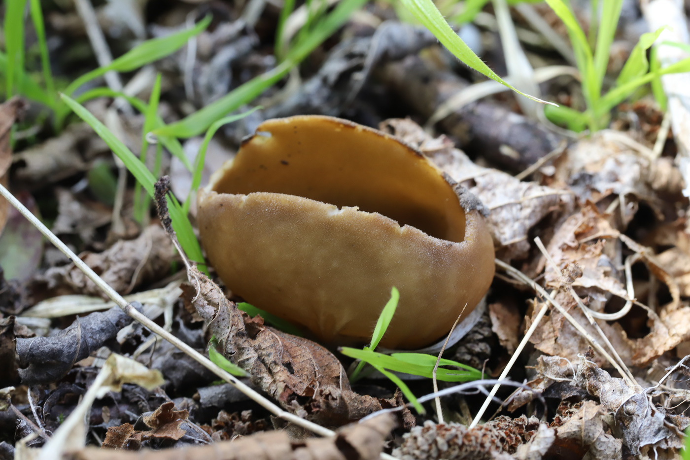 Photo by Phil Townsend Helvella acetabulum by Phil Townsend